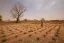 Ilustrasi Pertanian di Sahel